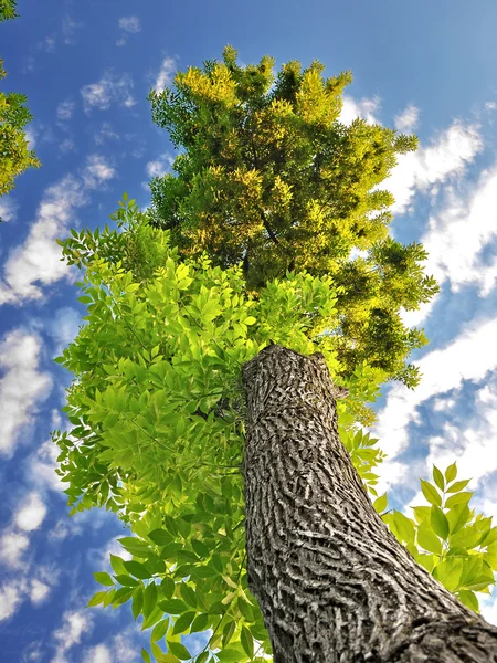 stock image Tree