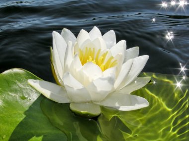 Water lily clipart