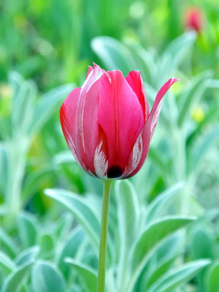 stock image Tulip