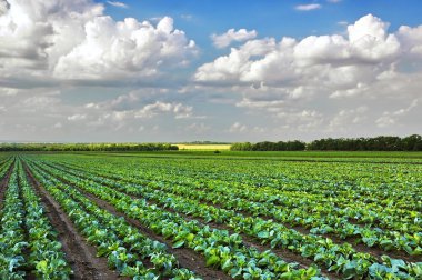 Cabbage growing on the field clipart