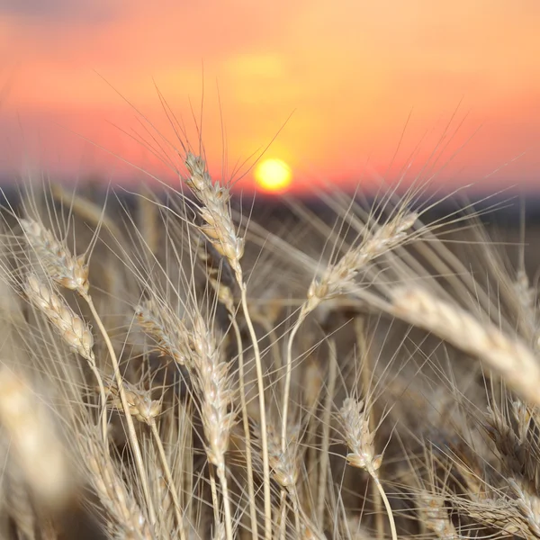 Cultivo de trigo em um pôr-do-sol — Fotografia de Stock