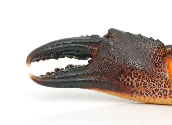 Kralle einer Krabbe — Stockfoto