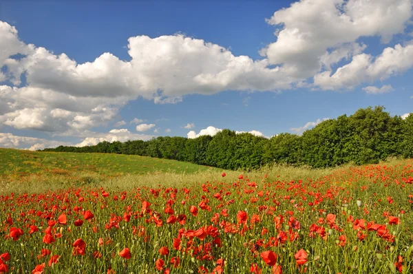 stock image Red poppies on a green field