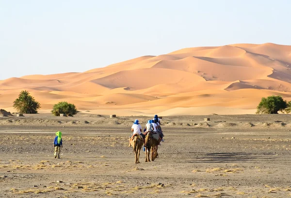 Καμήλα τροχόσπιτο — Φωτογραφία Αρχείου