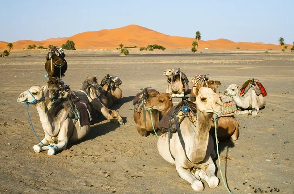 Camels gossip in the Sahara — Stock Photo, Image