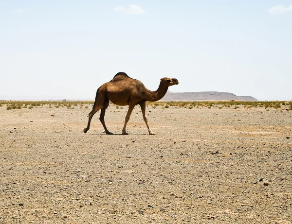 Верблюді в Сахарі. Марокко — стокове фото