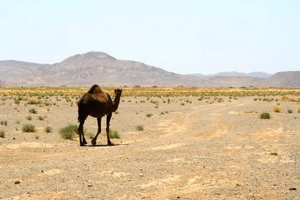 在撒哈拉沙漠中的骆驼。摩洛哥 — 图库照片
