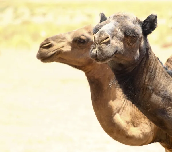 Retrato de um camelo — Fotografia de Stock