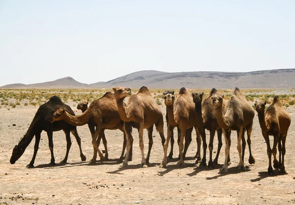 Maroko, wielbłądy w sahara — Zdjęcie stockowe