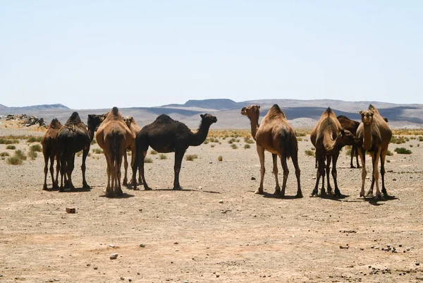 Wielbłądy w sahara. Maroko — Zdjęcie stockowe
