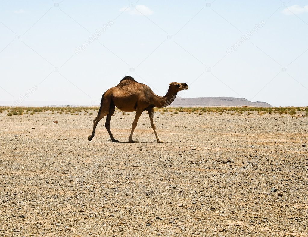 Camel in Sahara. Morocco