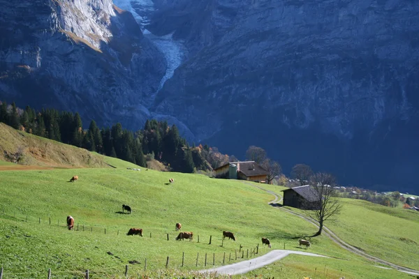 Lehmät alpeenvihreällä niityllä — kuvapankkivalokuva