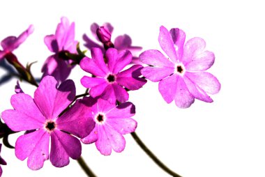 Beautiful Primula on white background