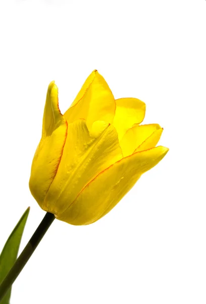 stock image Yellow tulip