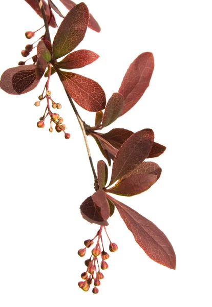 Primavera ramo barberry antes da floração — Fotografia de Stock