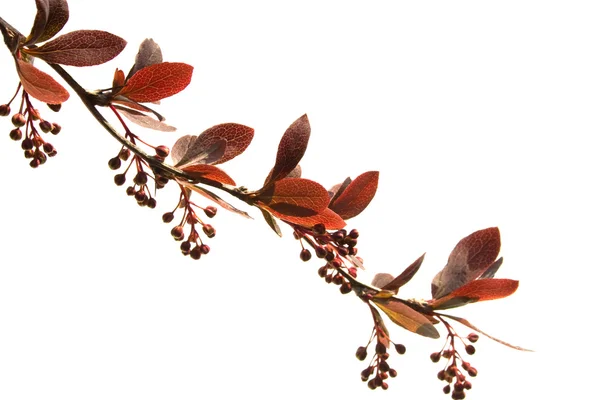 Branch Berberisfamilie lente voor bloei — Stockfoto