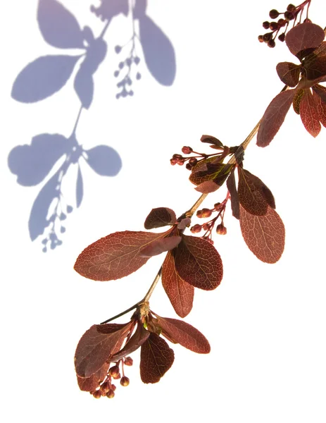 Ветвь барбарис пружина перед цветением — стоковое фото
