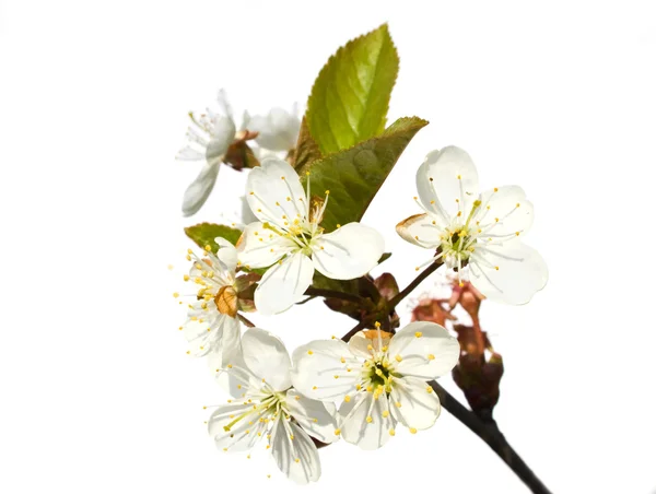 The beautiful cherry tree in bloom — Stock Photo, Image