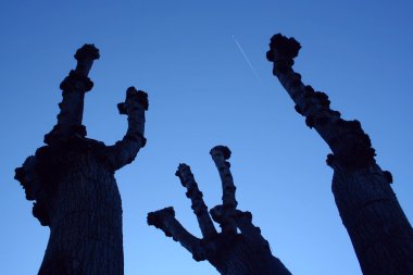 variller ağaçları