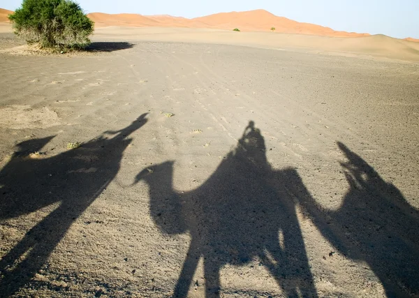 Тени верблюдов в пустыне Сахара — стоковое фото
