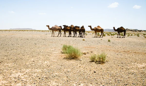 Camels in Sahara in Morocco — Stock Photo, Image