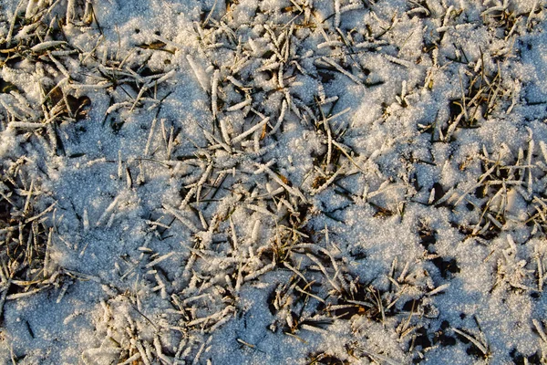 Kräuter und Schnee. — Stockfoto