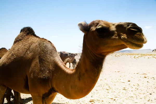 Camel in Sahara in Morocco — стокове фото