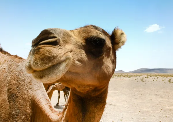 モロッコのサハラ砂漠でのラクダ — ストック写真
