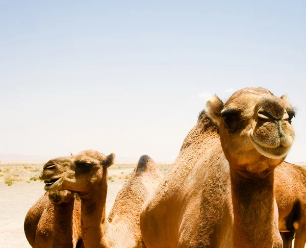 Wielbłądy w sahara w Maroko — Zdjęcie stockowe