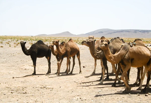Καμήλες στην Σαχάρα στο Μαρόκο — Φωτογραφία Αρχείου