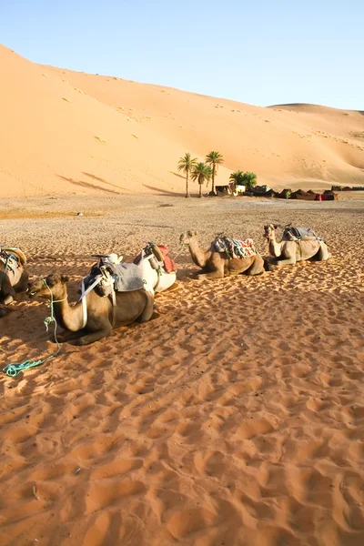 Gossip di cammelli nel Sahara — Foto Stock