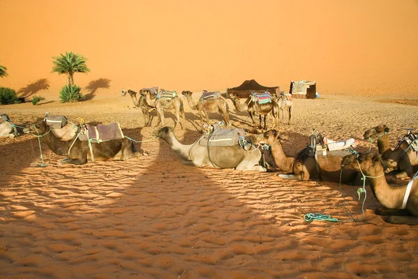 Wielbłądy plotek na Saharze — Zdjęcie stockowe