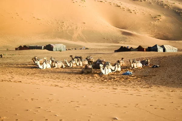 Gossip di cammelli nel Sahara — Foto Stock
