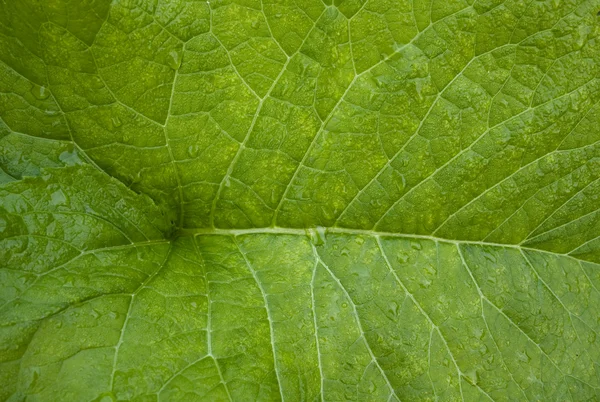 Makro yaprak — Stok fotoğraf