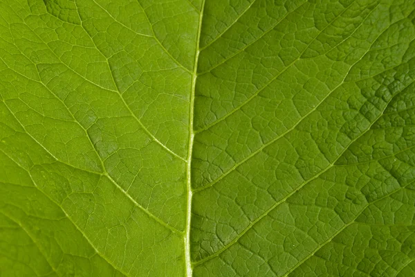 매크로 잎 — 스톡 사진