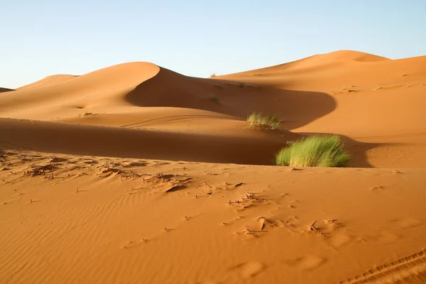 Dune du désert marocain — Photo