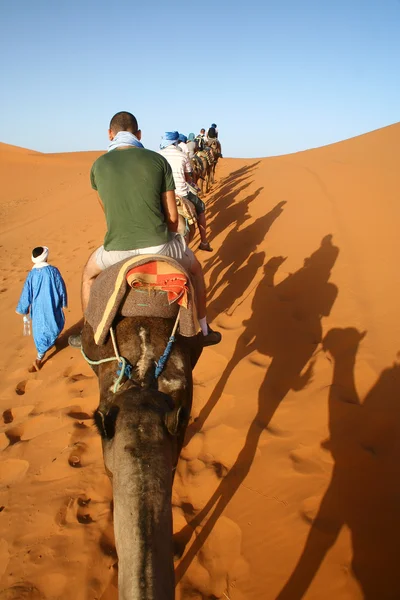 Kamel karavan går igenom sanden — Stockfoto