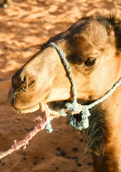 Porträt eines Kamels — Stockfoto