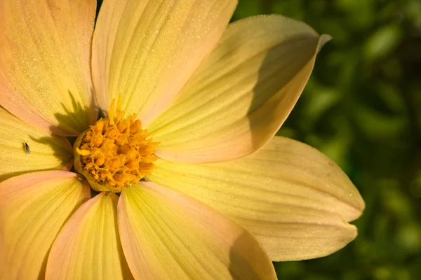 Цветок георгины в саду — стоковое фото