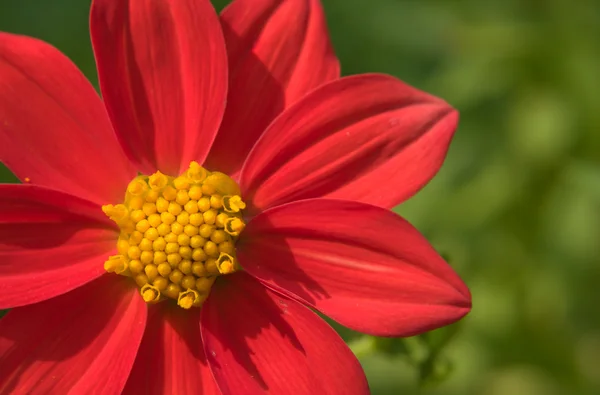 Flor da dália no jardim — Fotografia de Stock