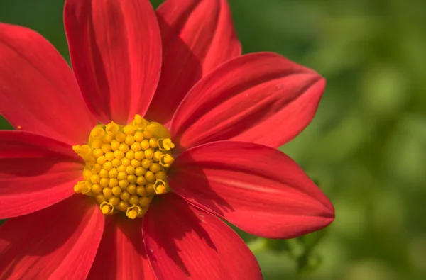 stock image Flower of the dahlia in garden