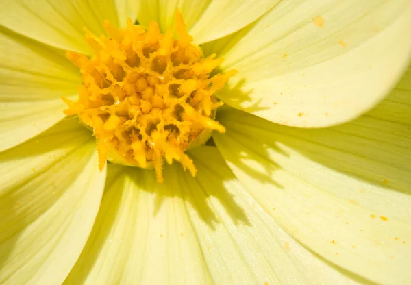 Flower of the dahlia in garden — Stock Photo, Image