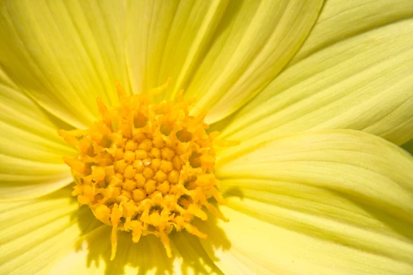 Квітка далгії в саду — стокове фото