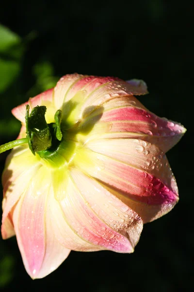 Flower of the dahlia in garden — Stock Photo, Image