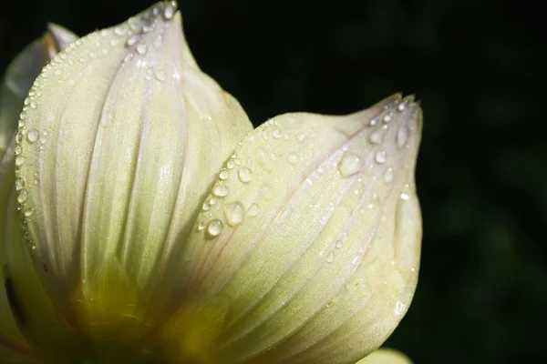 Flor de la dalia en el jardín — Foto de Stock