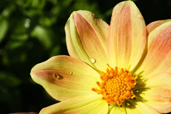 Blume der Dahlie im Garten — Stockfoto