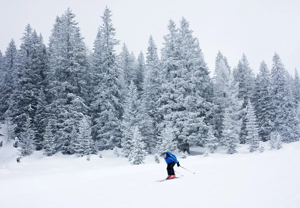 Sparren en skiër — Stockfoto