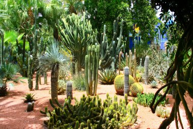 Jardine majorelle Marrakesh, morocco