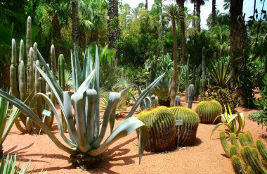 Jardine majorelle Marrakesh, morocco