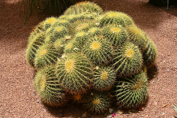 stock image Cactus